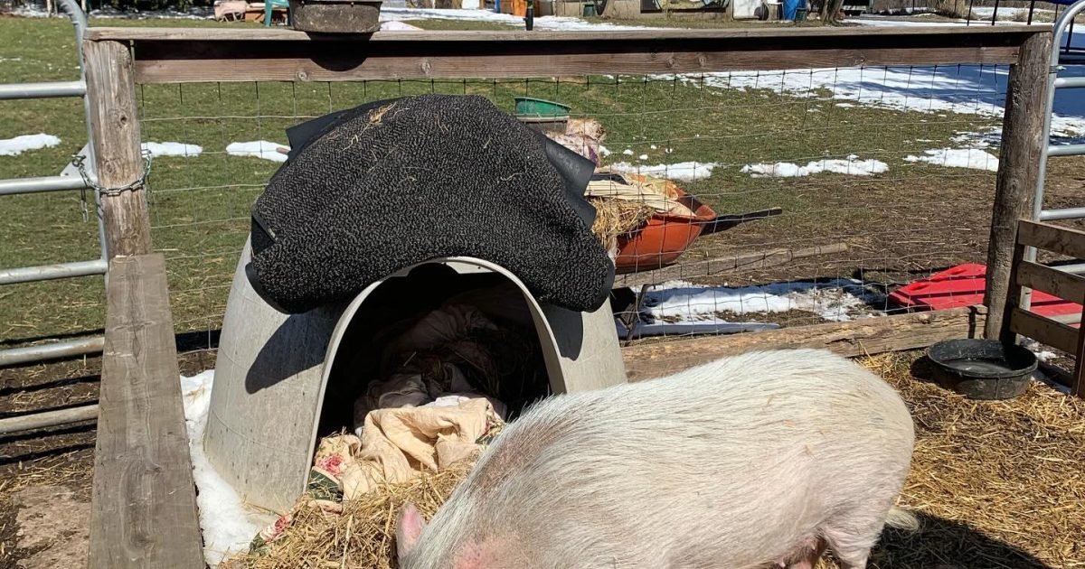 Doors Open Ontario - Sweet Acres Pig Sanctuary